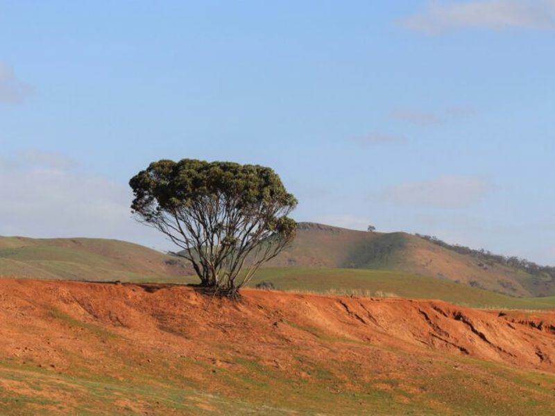 The Cost of Sponsored Visa Workers- Expense vs Value